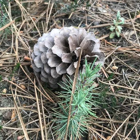 Apartment Les Pastourelles