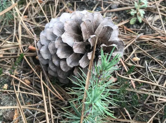 Apartment Les Pastourelles